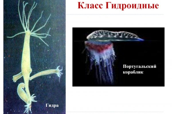 Kraken ссылка kraken clear com