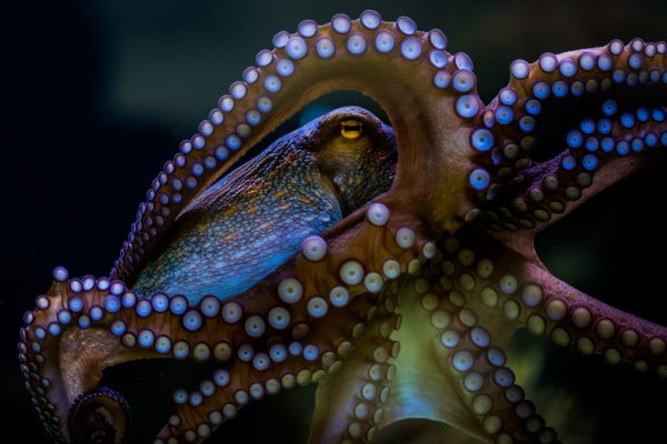 Kraken актуальные ссылки