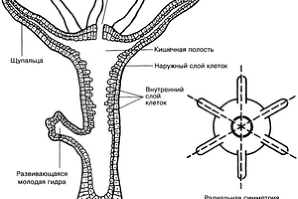 Кракен зеркало орион